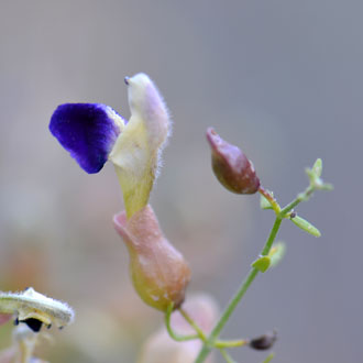 Scutellaria mexican, Bladder Sage
